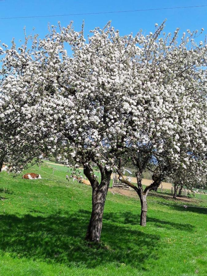 Ferienwohnungen Klimbacher 볼프스베르크 외부 사진